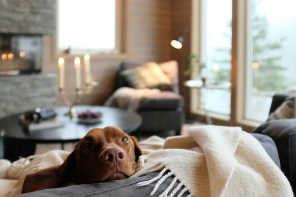 D�NEMARK MIT HUND ENTDECKEN